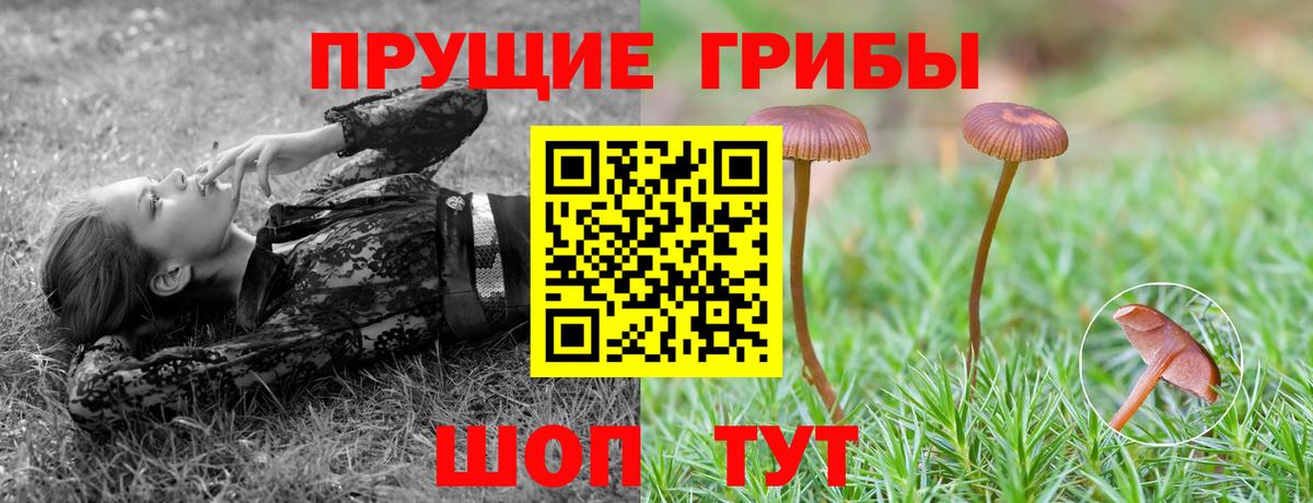 купить   Галлюциногенные грибы Cubensis  Богданович  Вход с VPN  Псилоцибиновые грибы Magic Shrooms 